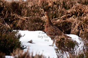 Red Grouse Photographs by Betty Fold Gallery